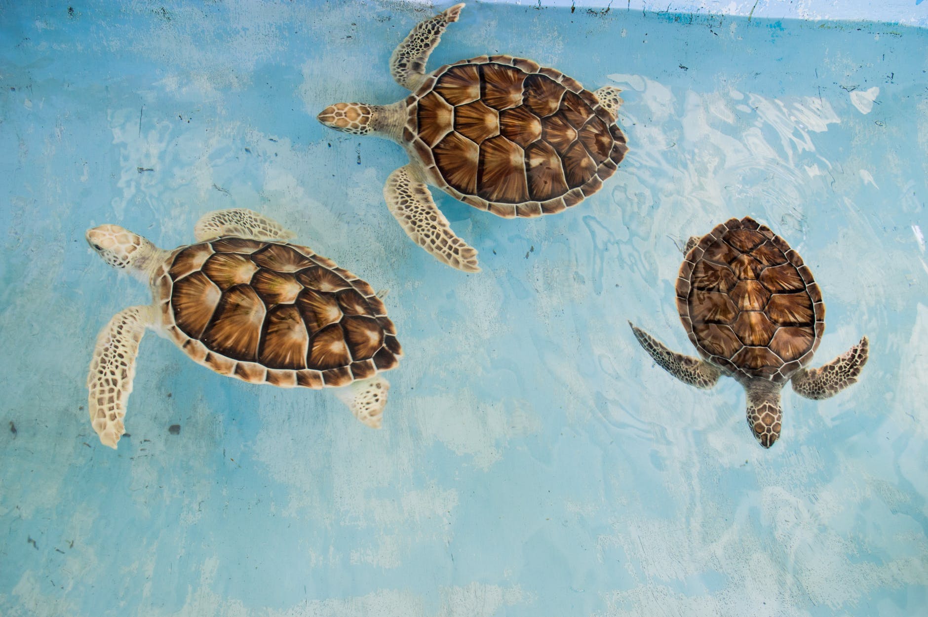three tortoises swimming in a shallow pool of water