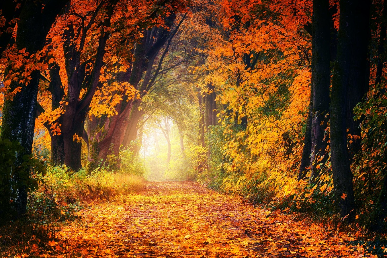 autumn trees form a corridor with soft light at the end